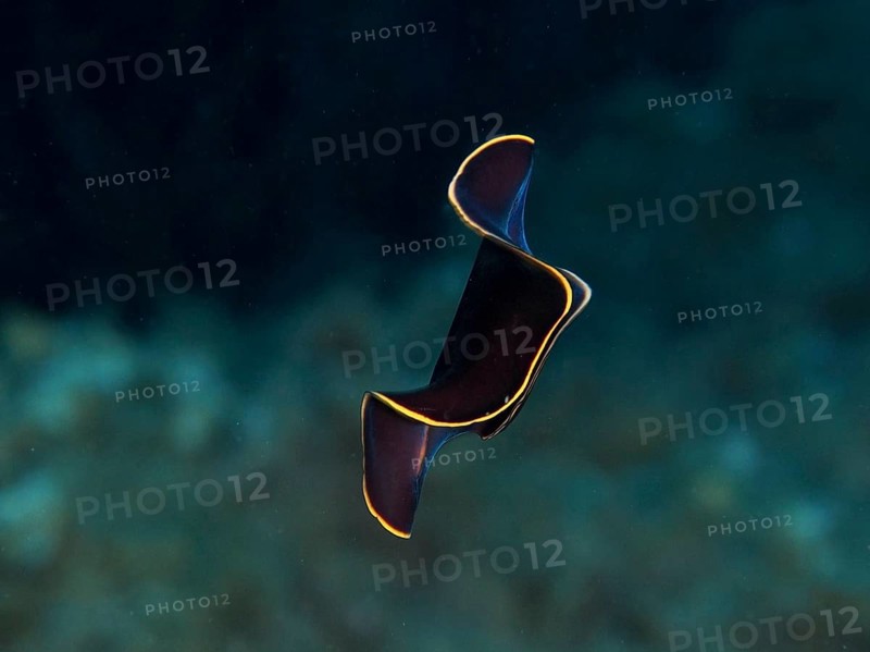 Black yellow-burn flatworm (Prostheceraeus splendidus), swirl worm, with yellow-bordered contours floating in water in the Mediterranean near Hyères, Giens peninsula diving site, Porquerolles, Provence, Côte d'Azur, France