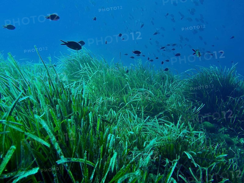 Dense seagrass meadow of Neptune grass (Posidonia oceanica) under water with small fish in the Mediterranean near Hyères, Giens peninsula diving site, Porquerolles, Provence, Côte d'Azur, France