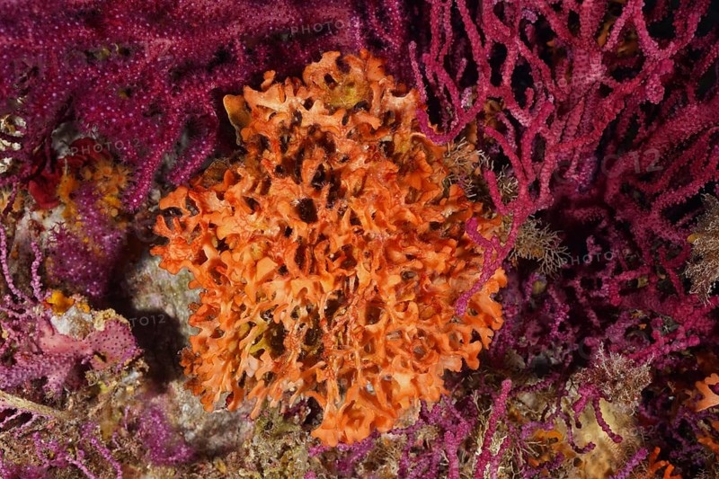 Orange spiked sponge (Acanthella acuta) nestled in a dense, purple coral landscape in the Mediterranean near Hyères, Giens peninsula diving site, Porquerolles, Provence, Côte d'Azur, France