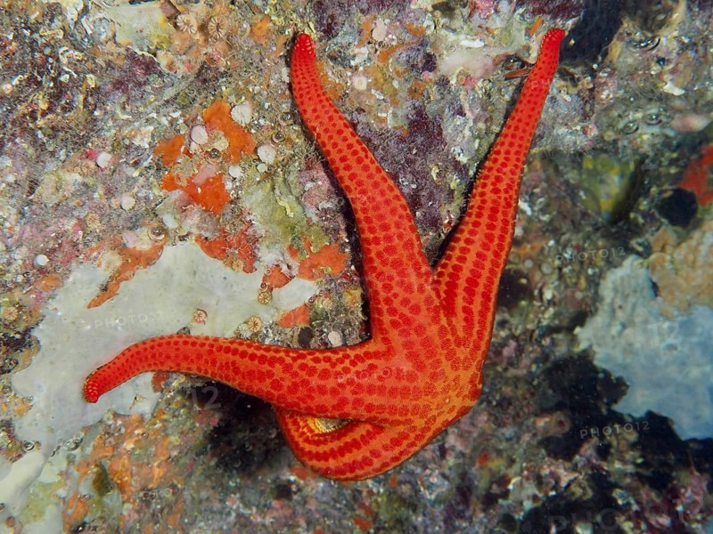 Orange starfish (Hacelia attenuata) on a colorful reef underwater in the Mediterranean near Hyères, Giens peninsula diving site, Porquerolles, Provence, Côte d'Azur, France