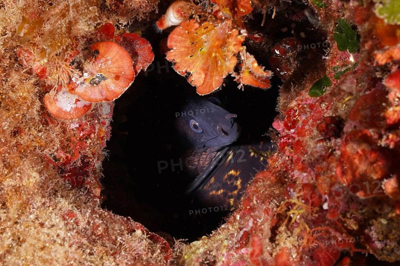 A Mediterranean moray (Muraena helena) hides underwater in a dark red cave, in the Mediterranean near Hyères, Giens peninsula diving site, Porquerolles, Provence, Côte d'Azur, France