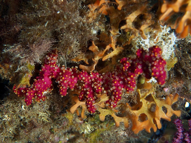 Vivid red coral structure with organic growth, Mediterranean sea hand (Alcyonium acaule), in an underwater environment in the Mediterranean near Hyères, Giens peninsula diving site, Porquerolles, Provence, Côte d'Azur, France