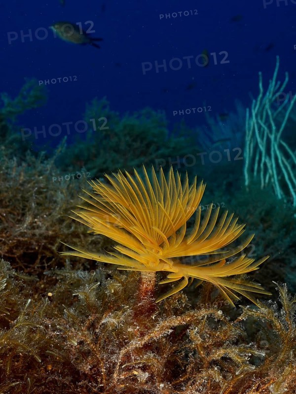 Yellow screw sabelle (Sabella spallanzanii), Sabelle, in front of blue water, surrounded by underwater plants in the Mediterranean near Hyères, Giens peninsula diving site, Porquerolles, Provence, Côte d'Azur, France
