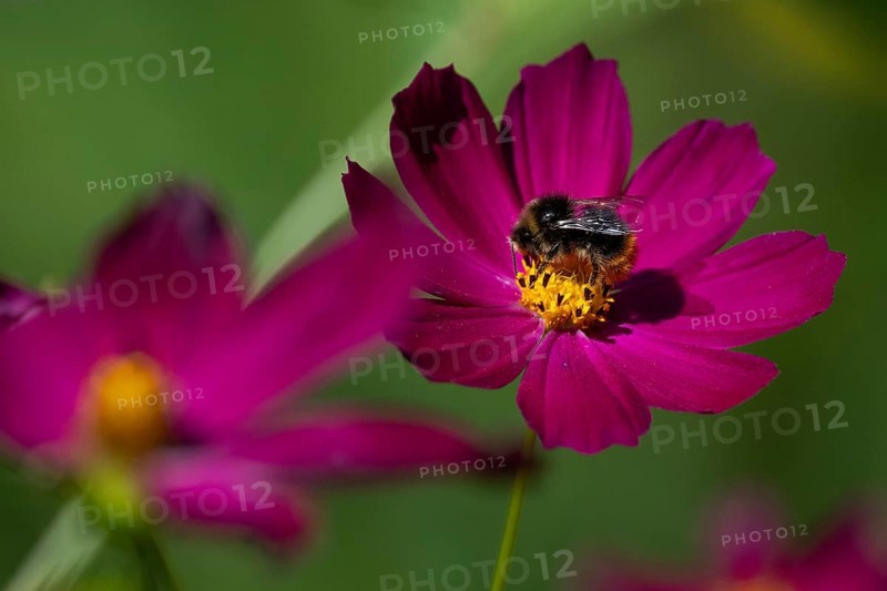 Bumblebee collects nectar on a pink jewelry basket (Cosmos bipinnatus), Finland