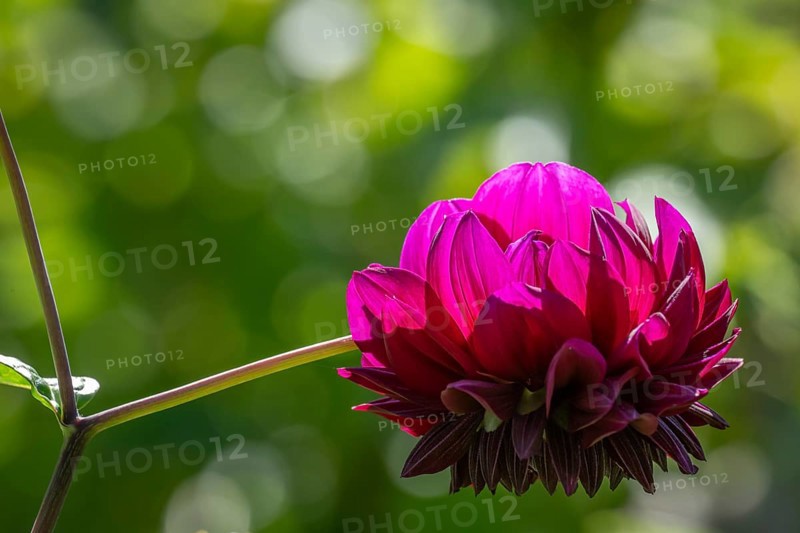 Pink dahlia (Dahlia), Finland