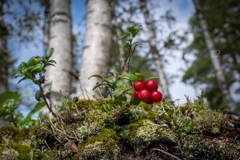 Ripe red shiny cranberries (Vaccinium vitis-idaea), mossy forest soil, birch forest, Sweden