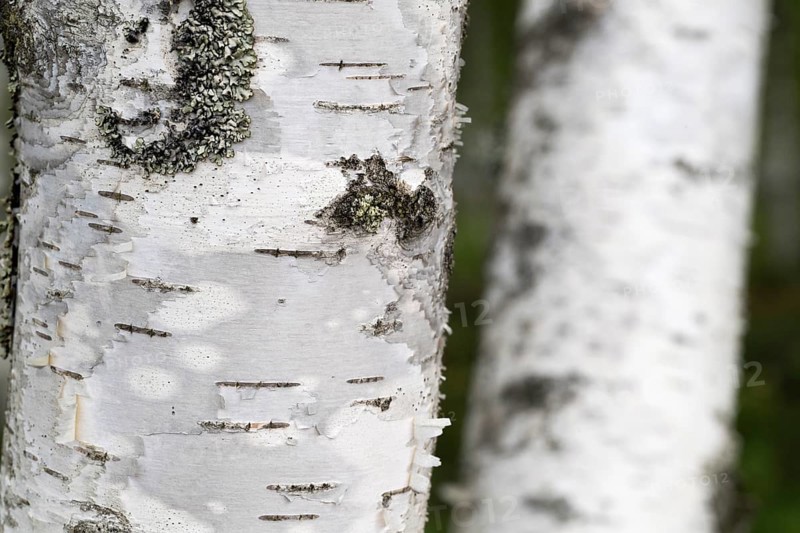 Birch trunks, white bark, detail, birch (Betula), forest, Sweden
