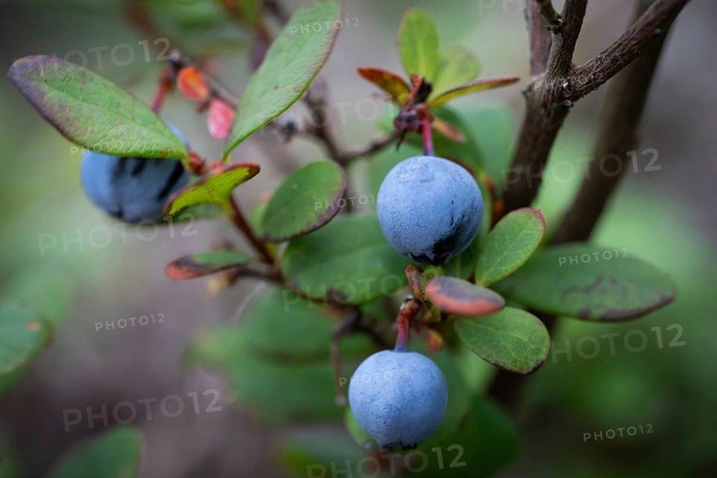 Blueberry, also blueberry (Vaccinium myrtillus), forest, Sweden
