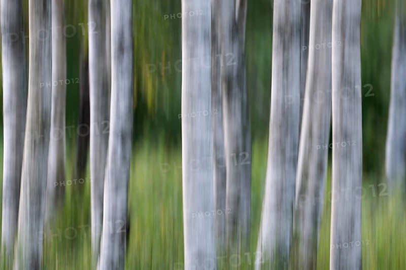 Birch trunks, white bark, birch (Betula), wiping, forest, Sweden