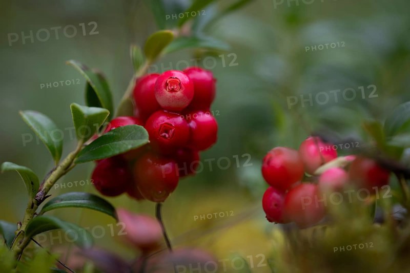 Ripe cranberries (Vaccinium vitis-idaea), forest, Sweden