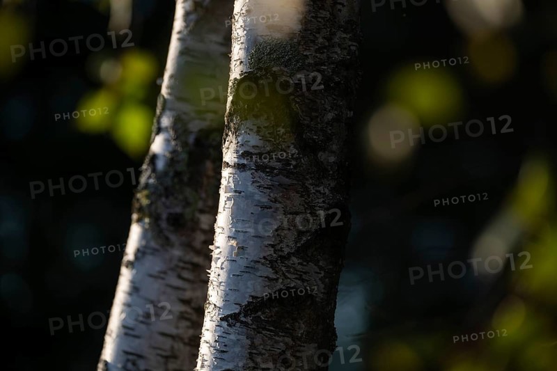 Birch trunks through leaves, detail, birch (Betula), forest, Sweden