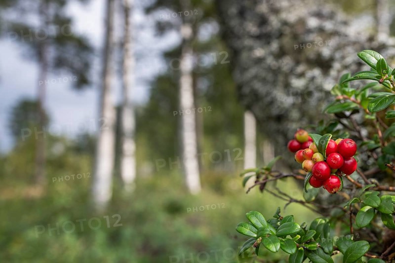 Cranberries (Vaccinium vitis-idaea), mossy forest soil, birch forest, Sweden