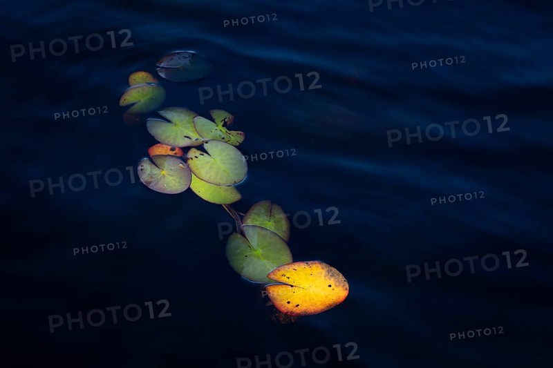 Lily pads in light on dark blue water surface, lake near Sunne, Sweden