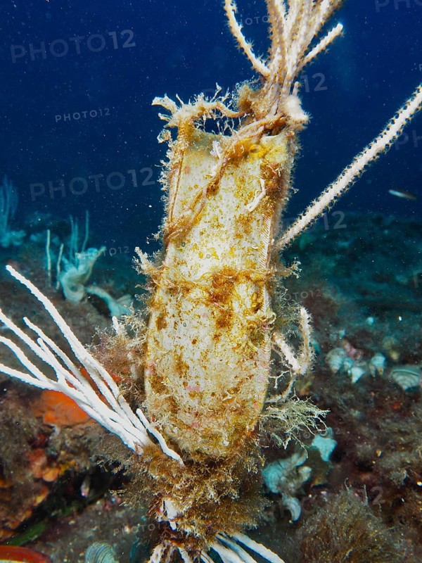 Egg capsule of large spotted cat shark (Scyliorhinus stellaris) attached to white gorgony (Eunicella singularis) in the Mediterranean near Hyères, Giens peninsula diving site, Porquerolles, Provence, Côte d'Azur, France