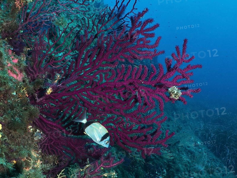Underwater scene with color-changing gorgonia (Paramuricea clavata) and two-banded bream (Diplodus vulgaris) in the Mediterranean near Hyères, Giens Peninsula diving site, Porquerolles, Provence, Côte d'Azur, France