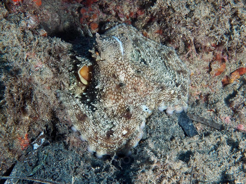 Octopus, common octopus (Octopus vulgaris), well camouflaged on the seabed in sandy surroundings in the Mediterranean near Hyères, Giens peninsula diving site, Porquerolles, Provence, Côte d'Azur, France