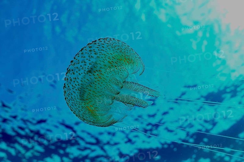 Shimmering jellyfish (Pelagia noctiluca) floats in blue water in the Mediterranean near Hyères, Giens peninsula diving site, Porquerolles, Provence, Côte d'Azur, France