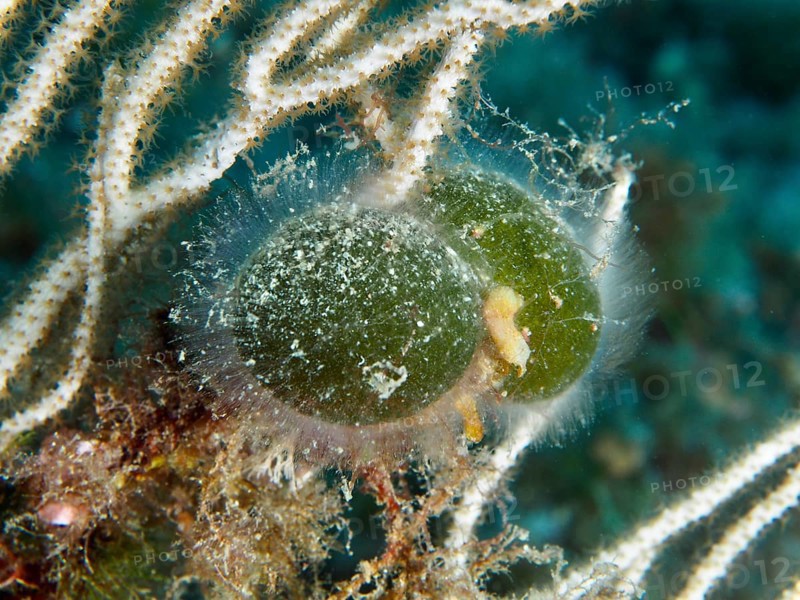 Two green specimens of sea ball, ball algae (Codium bursa), algae, with fine hairs in the Mediterranean near Hyères, Giens peninsula diving site, Porquerolles, Provence, Côte d'Azur, France