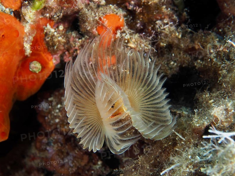 A filigree smooth calcareous tubular worm (Protula tubularia) with delicate, fan-like structure in a lively marine environment in the Mediterranean near Hyères, Giens peninsula diving site, Porquerolles, Provence, Côte d'Azur, France