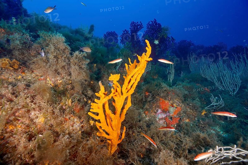 A lively reef with orange structures, holey antler sponge (Axinella polypoides), sea sponge, and fish in the Mediterranean near Hyères, Giens Peninsula dive site, Porquerolles, Provence, Côte d'Azur, France
