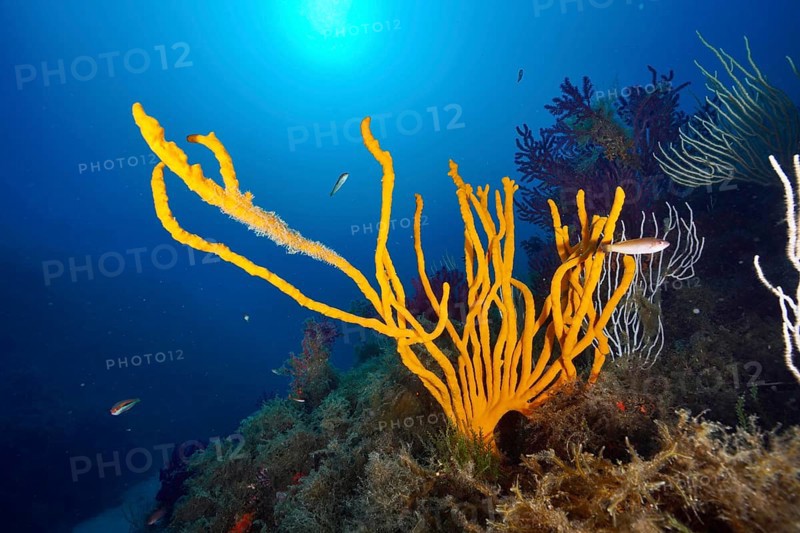 Underwater view of orange holey antler sponge (Axinella polypoides), sea sponge, in light. Mediterranean near Hyères, Giens peninsula diving site, Porquerolles, Provence, Côte d'Azur, France
