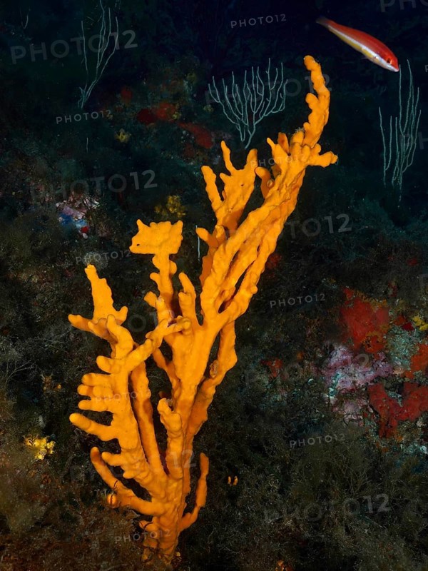 A bright orange holey antler sponge (Axinella polypoides), sea sponge, rising from the seabed in the Mediterranean near Hyères, Giens peninsula diving site, Porquerolles, Provence, Côte d'Azur, France
