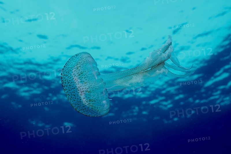 A jellyfish (Pelagia noctiluca) floats calmly in the turquoise water of the ocean in the Mediterranean near Hyères, Giens peninsula diving site, Porquerolles, Provence, Côte d'Azur, France