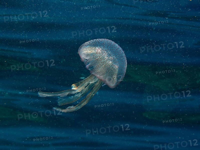 A shimmering jellyfish (Pelagia noctiluca) moves gently through the water in the Mediterranean near Hyères, Giens peninsula diving site, Porquerolles, Provence, Côte d'Azur, France