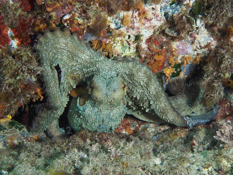 Octopus, common octopus (Octopus vulgaris) camouflaged in a rocky underwater landscape in the Mediterranean near Hyères, Giens peninsula diving site, Porquerolles, Provence, Côte d'Azur, France