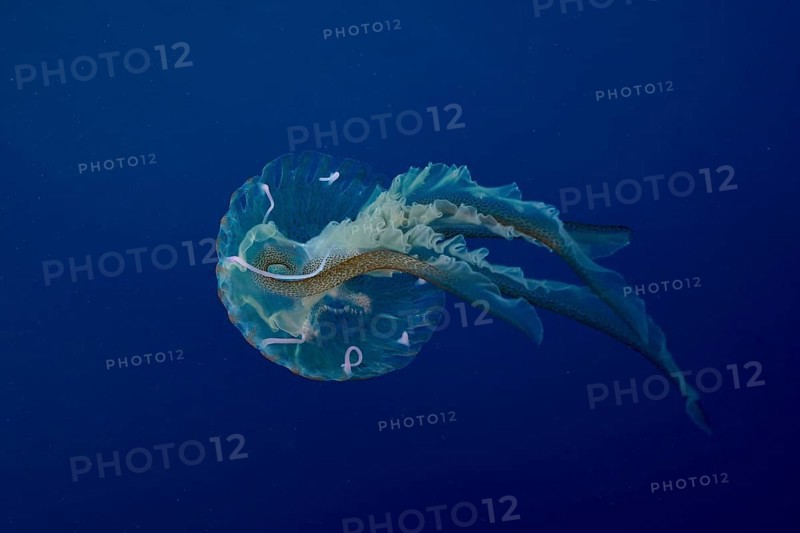 A jellyfish (Pelagia noctiluca) floats with long tentacles in the Mediterranean near Hyères, Giens peninsula diving site, Porquerolles, Provence, Côte d'Azur, France