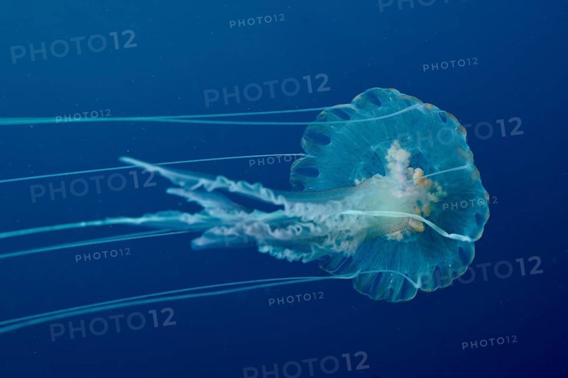 Transparent jellyfish (Pelagia noctiluca) floats gently across the Mediterranean near Hyères, Giens peninsula diving site, Porquerolles, Provence, Côte d'Azur, France
