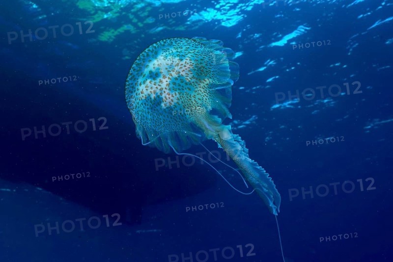 A shimmering jellyfish (Pelagia noctiluca) glides elegantly through the deep subtle blue water in the Mediterranean near Hyères, Giens Peninsula diving site, Porquerolles, Provence, Côte d'Azur, France