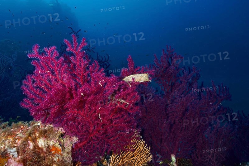 Egg capsule of large spotted cat shark (Scyliorhinus stellaris) attached to color-changing gorgonia (Paramuricea clavata) in the Mediterranean near Hyères, Giens peninsula diving site, Porquerolles, Provence, Côte d'Azur, France