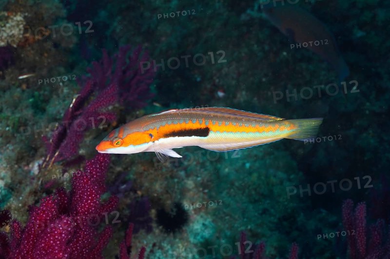 A colorful mermaid (Coris julis) swims next to vivid purple corals in the Mediterranean near Hyères, Giens peninsula diving site, Porquerolles, Provence, Côte d'Azur, France