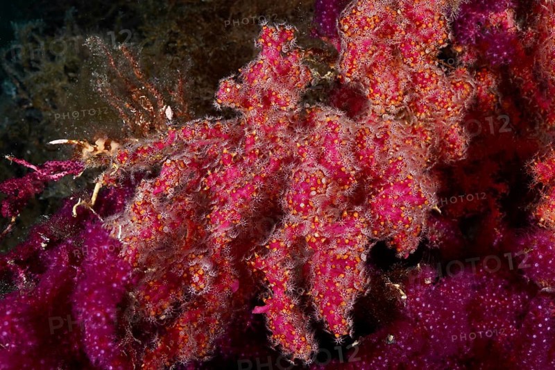 Crust-forming leather coral (Parerythropodium coralloides) on a color-changing gorgony (Paramuricea clavata) in the Mediterranean near Hyères, Giens peninsula diving site, Porquerolles, Provence, Côte d'Azur, France