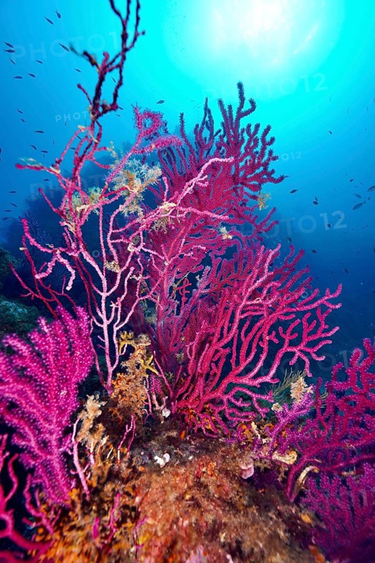 Vivid color-changing gorgonia (Paramuricea clavata) in the blue ocean under bright sunlight in the Mediterranean near Hyères, Giens peninsula diving site, Porquerolles, Provence, Côte d'Azur, France