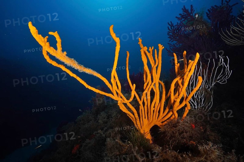Bright orange holey antler sponge (Axinella polypoides), sea sponge, rising in a deep blue underwater landscape in the Mediterranean near Hyères, Giens peninsula diving site, Porquerolles, Provence, Côte d'Azur, France