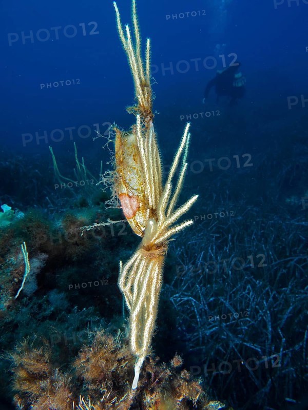 Egg capsule of large spotted cat shark (Scyliorhinus stellaris) attached to white gorgony (Eunicella singularis) with a diver in the background in the Mediterranean near Hyères, Giens peninsula diving site, Porquerolles, Provence, Côte d'Azur, France