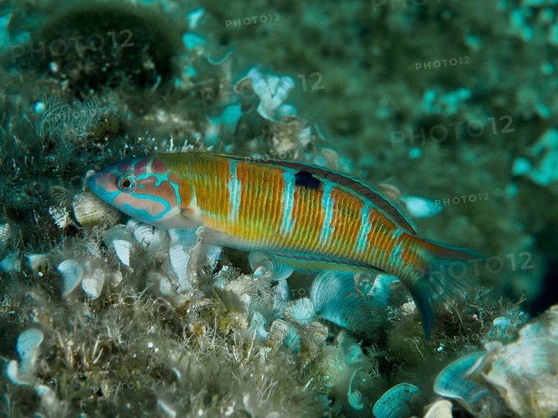 A striped fish, sea peacock (Thalassoma pavo), swims across a reef bed covered with funnel algae in the Mediterranean near Hyères, Giens Peninsula diving site, Porquerolles, Provence, Côte d'Azur, France