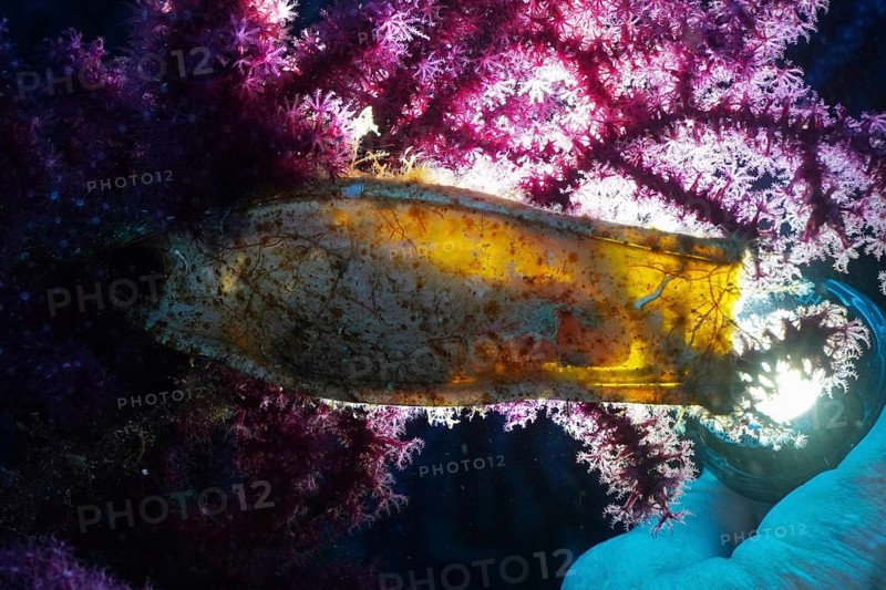 Backlit egg capsule of large spotted cat shark (Scyliorhinus stellaris) . The embryo is easy to see. Mediterranean near Hyères, Giens peninsula diving site, Porquerolles, Provence, Côte d'Azur, France