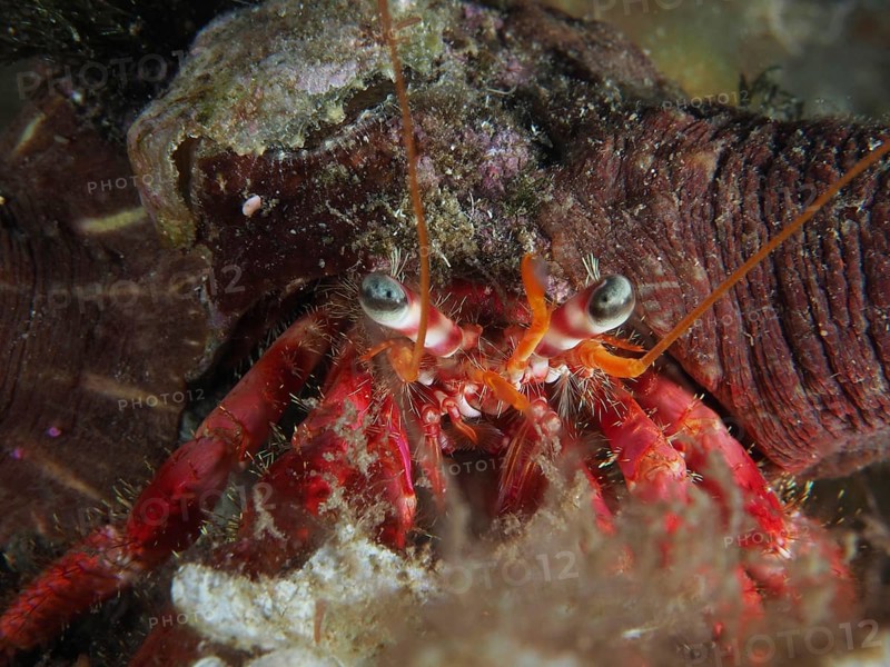 Close-up of Great Red Hermit Crab (Dardanus calidus) with focused eyes and long tentacles in the Mediterranean near Hyères, Giens Peninsula dive site, Porquerolles, Provence, Côte d'Azur, France