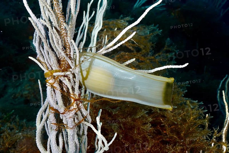 Egg capsule of large spotted cat shark (Scyliorhinus stellaris) attached to white gorgony (Eunicella singularis) in the Mediterranean near Hyères, Giens peninsula diving site, Porquerolles, Provence, Côte d'Azur, France