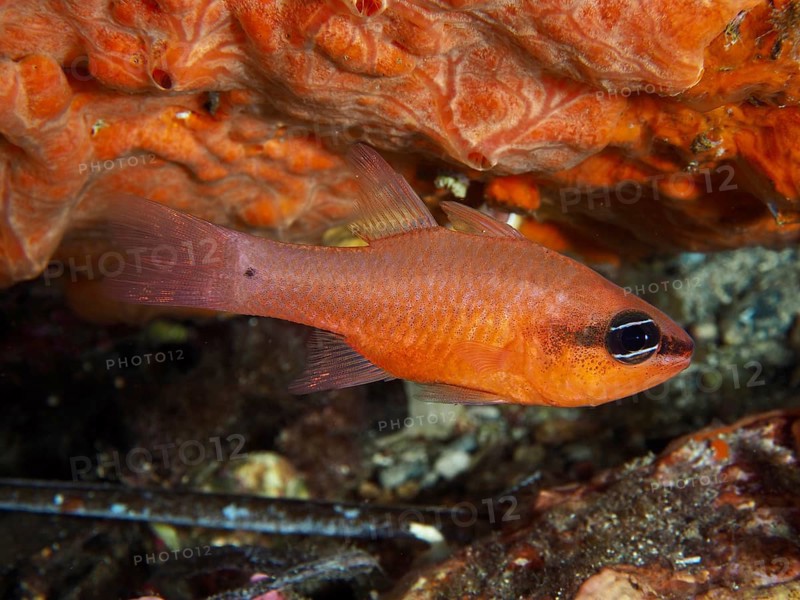 An orange fish, mullet king (Apogon imberbis), in a cave under the reef in the Mediterranean near Hyères, Giens peninsula diving site, Porquerolles, Provence, Côte d'Azur, France