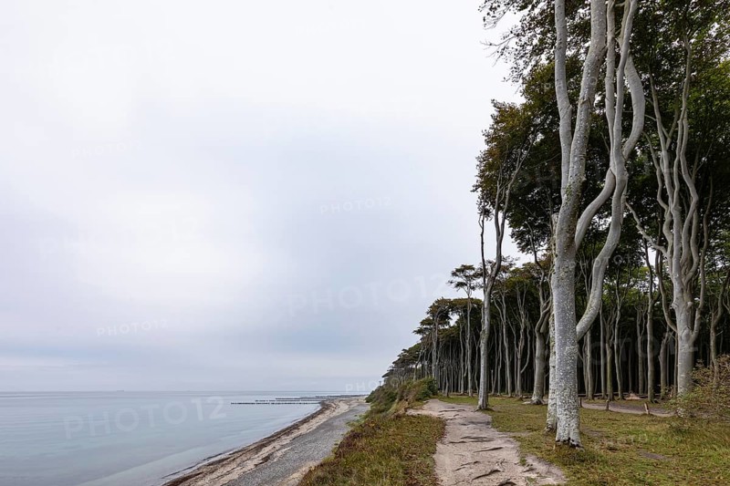Ghost forest Nienhagen on the Baltic Sea coast in the Baltic Sea resort of Nienhagen on the Baltic Sea, Mecklenburg-Western Pomerania, Germany