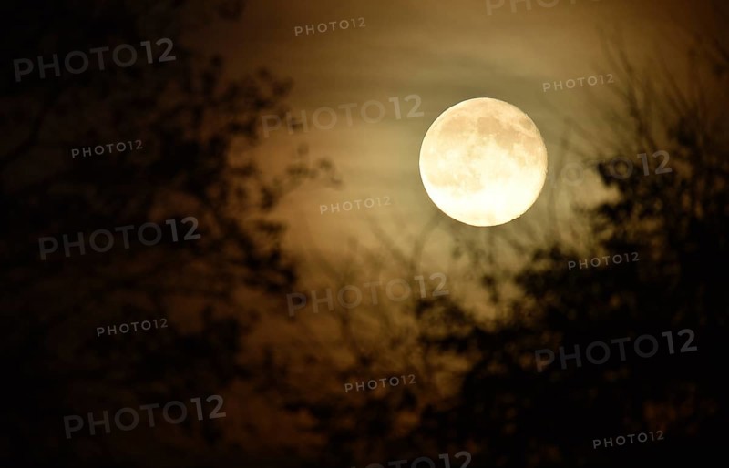 Supermoon, full moon, moon behind the trees, Schleswig-Holstein, Germany