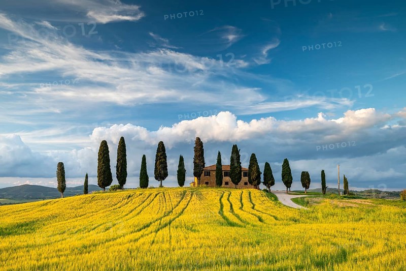 Villa i Cipressini, estate with cypresses (Cupressus), Val d'Orcia, near Pienza, Siena Province, Tuscany, Italy