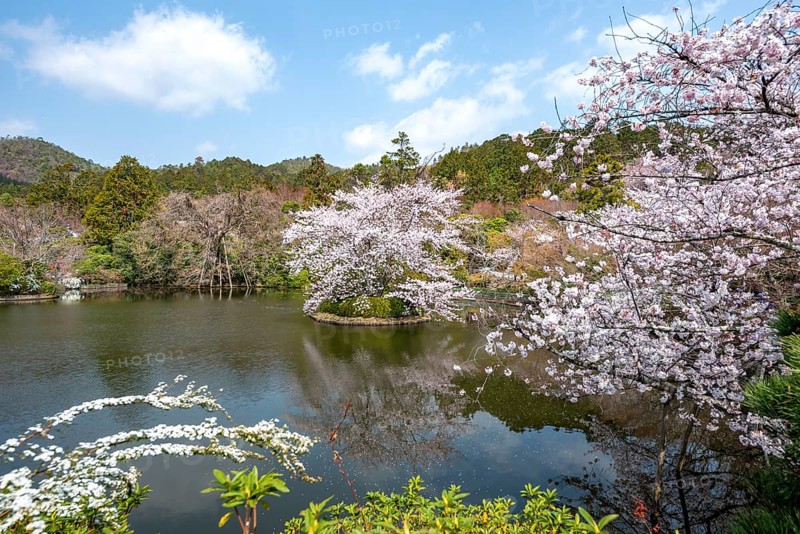 Kyoyochi pond in the Japanese garden, blooming cherry trees, Ryoan-ji, Zen Buddhist temple complex, in spring, Kyoto, Japan