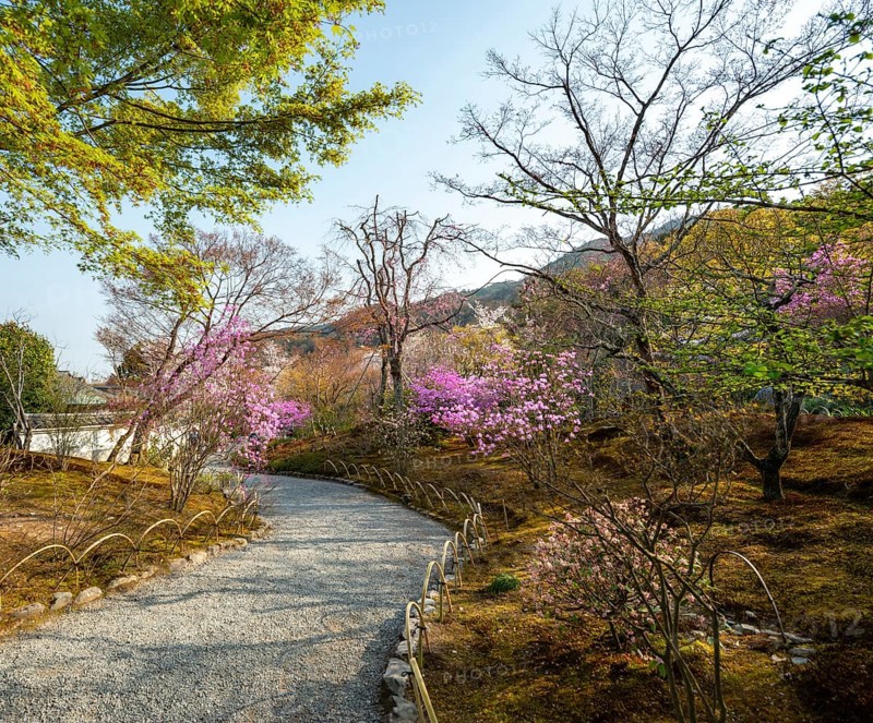 Path between blooming bushes in spring, Sogenchi Teien Japanese Garden, Tenryu-ji, Zen Buddhist temple complex, Sagatenryuji Susukinobabacho, Kyoto, Japan