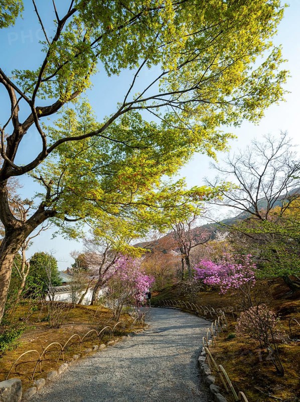 Path between blooming bushes in spring, Sogenchi Teien Japanese Garden, Tenryu-ji, Zen Buddhist temple complex, Sagatenryuji Susukinobabacho, Kyoto, Japan