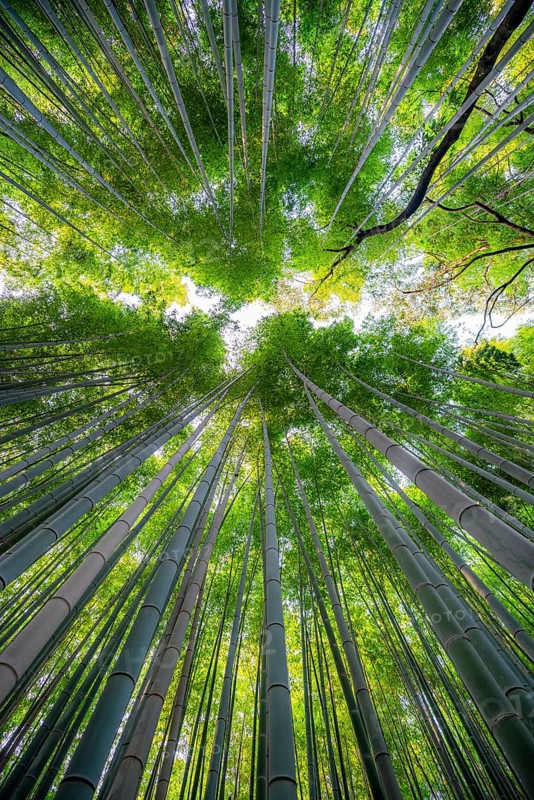 Looking up into the treetops, towering bamboo trunks in Arashiyama bamboo forest, Kyoto, Japan